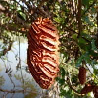 Mucuna atropurpurea (Roxb.) DC. ex Wight